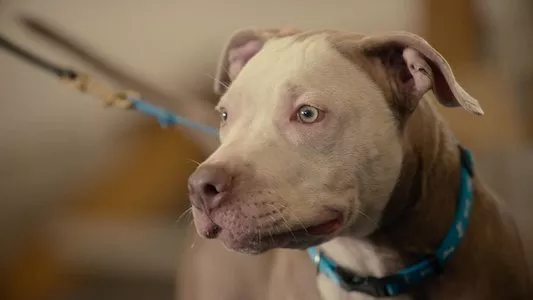 Image Canine Intervention 5